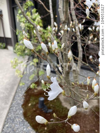 盛開在庭院裡的櫻花芽 盛開在庭院裡的櫻花芽 104051827