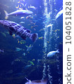 魚游戲 104051828