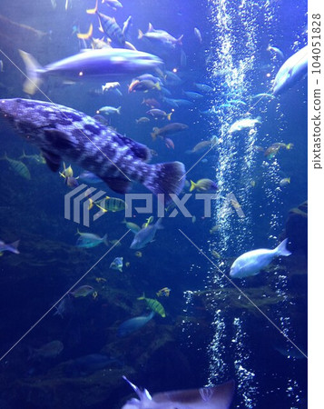 魚游戲 104051828