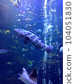 魚游戲 104051830