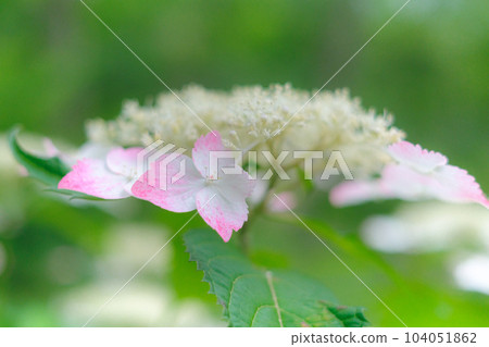 Pale shade of hydrangea 104051862
