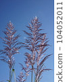 Japanese pampas grass on the riverbed in autumn 104052011