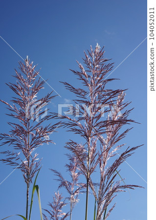 Japanese pampas grass on the riverbed in autumn Japanese pampas grass on the riverbed in autumn 104052011