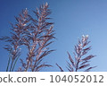 Japanese pampas grass on the riverbed in autumn 104052012