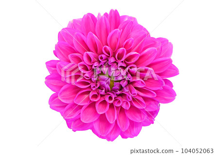 [Dahlia] (depth synthesis) 104052063
