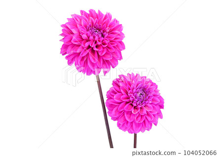 [Dahlia] (depth synthesis) 104052066