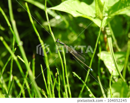 Male of Asia Ittombo 104052245