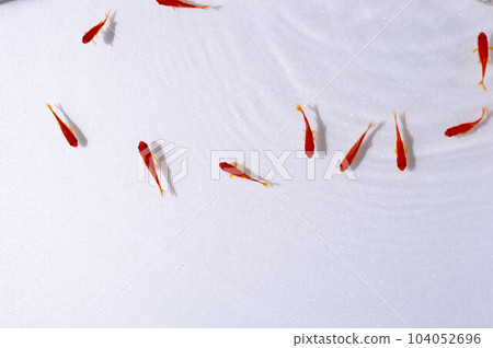 goldfish seen from above 104052696