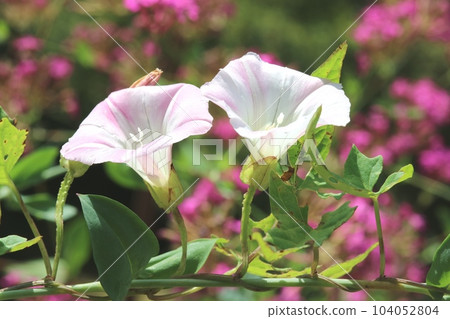 Bindweed blooming happily in the early summer sunshine Bindweed blooming happily in the early summer sunshine 104052804