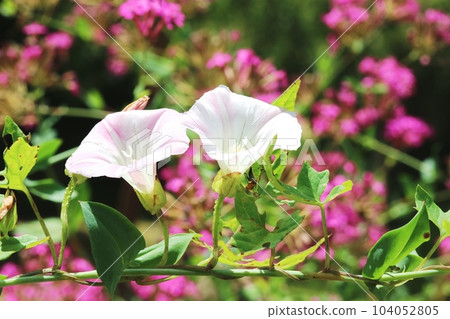 Bindweed blooming happily in the early summer sunshine Bindweed blooming happily in the early summer sunshine 104052805