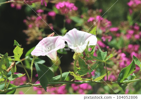 旋花在初夏的陽光下快樂地綻放 旋花在初夏的陽光下快樂地綻放 104052806