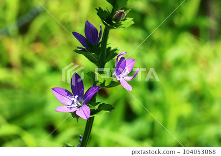 Small bellflower (bellflower grass) blooming on the roadside Small bellflower (bellflower grass) blooming on the roadside 104053068