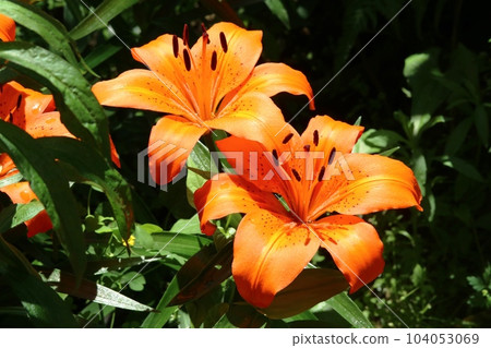 Squash lily that started to bloom this year (Toyuri) Squash lily that started to bloom this year (Toyuri) 104053069