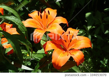 Squash lily that started to bloom this year (Toyuri) 104053070
