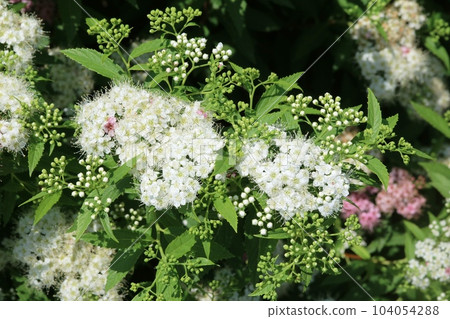 白色繡線菊 (Shimotsuke) 開始開花 104054288