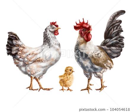 A set of three farm animals: a white chicken, a gray rooster and a yellow chicken. For postcards, packaging design, textiles, booklets A set of three farm animals: a white chicken, a gray rooster and a yellow chicken. For postcards, packaging design, textiles, booklets 104054618