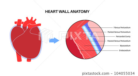 Heart wall anatomy 104055034