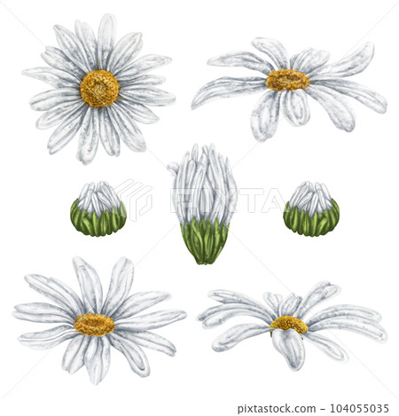 A set of white daisies and buds. Wildflowers, nature, compositions. Digital illustration on a white background. For natural cosmetics, aromatherapy, health products, textiles. 104055035