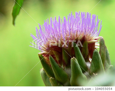 Transparent purple flowers Flower (July) Artichoke 19H4.3 104055054