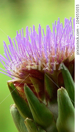 透明紫花Flower(七月)Artichoke 19V9.16 104055055
