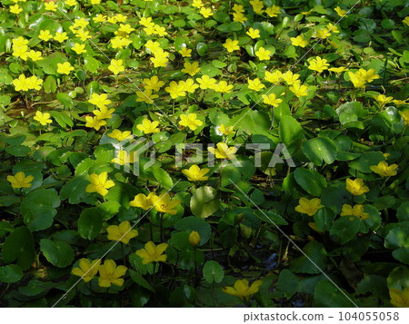 可愛的黃色花朵在水邊成簇生長 Flower（七月）Asaza 05H4.3 104055058