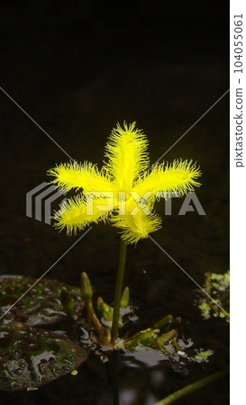 帶刺狀可愛花紋的黃色小花Flower(July) American Asaza 03V9.16 104055061