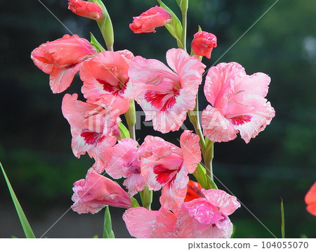 A beautiful pink flower with a strong presence Flower (July) Gladiolus 02H4.3 A beautiful pink flower with a strong presence Flower (July) Gladiolus 02H4.3 104055070