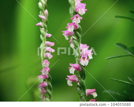 Close-up small but cute pink flowers Flower (July) Nervana orchidaceae 06H4.3 104055080