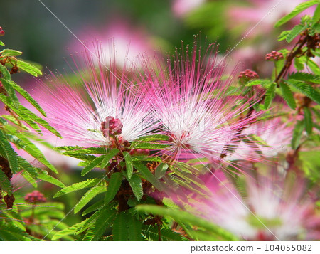 花（七月）合歡樹（睡眠樹）06H4.3 像荊棘一樣的粉紅色花瓣閃耀 104055082