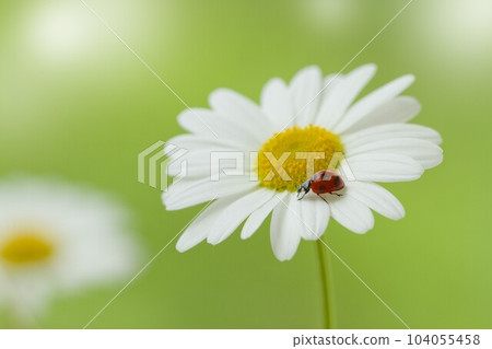 ladybug on margaret ladybug on margaret 104055458