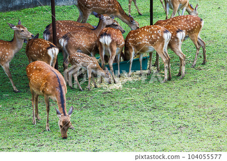 Public display of fawns in Nara Park Fawns eating hay surrounded by adults (1) 104055577