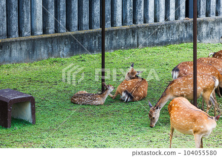 Nara Park fawns open to the public Parent and child staring at each other (1) 104055580