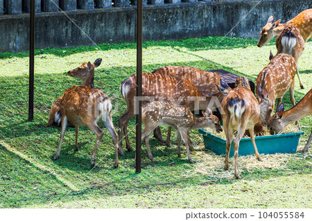 Public display of fawns in Nara Park Fawns eating hay surrounded by adults ➄ Public display of fawns in Nara Park Fawns eating hay surrounded by adults ➄ 104055584