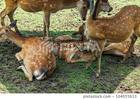 Public display of fawns in Nara Park Parent and child face to face 104055613