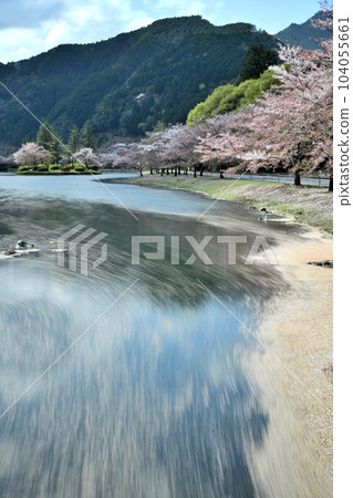 下北山運動公園的櫻花和花筏[奈良縣下北山村] 104055661