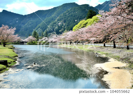 下北山運動公園的櫻花和花筏[奈良縣下北山村] 104055662
