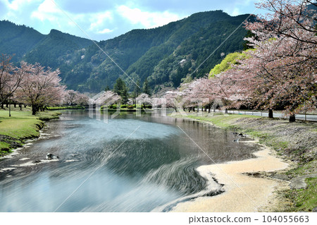 下北山運動公園的櫻花和花筏[奈良縣下北山村] 104055663