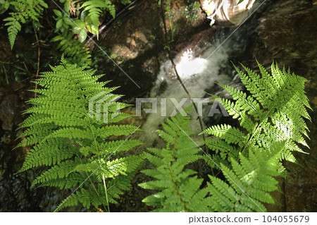 Pterophyta leaves and clear streams Pterophyta leaves and clear streams 104055679