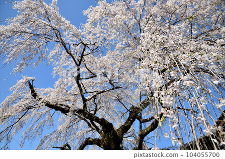The Weeping Cherry Trees of the Nonagase Family [Nakahechicho, Tanabe City, Wakayama Prefecture] 104055700