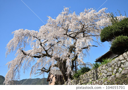 The Weeping Cherry Trees of the Nonagase Family [Nakahechicho, Tanabe City, Wakayama Prefecture] 104055701