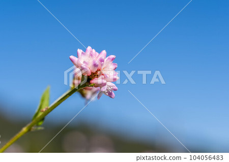 秋天的藍天和 Mizosoba 花 秋天的藍天和 Mizosoba 花 104056483