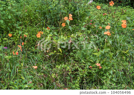 夏季和秋季在山上成簇生長的橙色花朵的風景 [Fushiguro Sennou/日本特有] 104056496