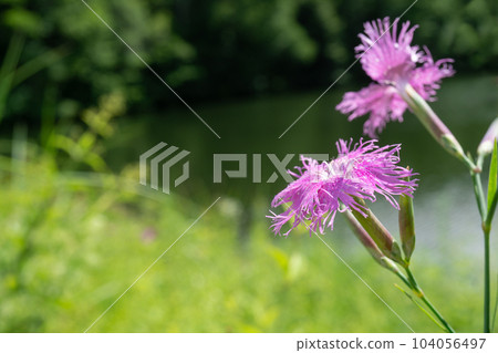 模糊池塘中粉紅色撫子的特寫[河原撫子/日本本土物種] 104056497