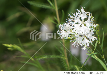 白色石竹花的特寫[Shirobanakawara石竹/日本本地種] 104056498