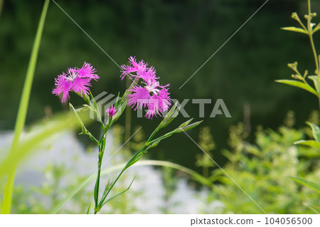 以池塘為背景，左邊是粉紅色的撫子花[河原撫子/日本本土物種] 104056500