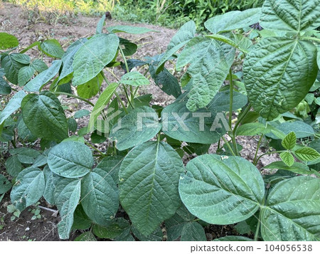 Edamame seedlings 104056538