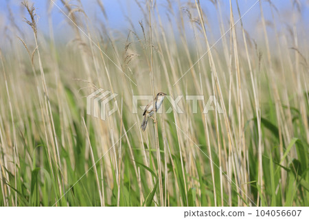 A male Osecca twittering in Hotokenuma in early summer A male Osecca twittering in Hotokenuma in early summer 104056607