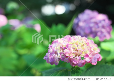 六月的繡球花 104056608