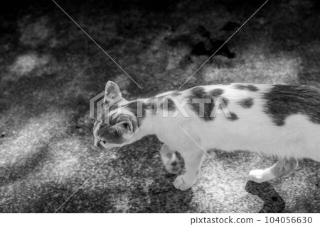 cat style 104056630