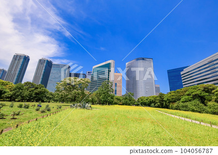 Tokyo's peaceful space, Hama-rikyu Gardens, and skyscrapers over the fields of early summer rape blossoms Tokyo's peaceful space, Hama-rikyu Gardens, and skyscrapers over the fields of early summer rape blossoms 104056787